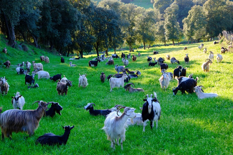 heat-stress-in-goats